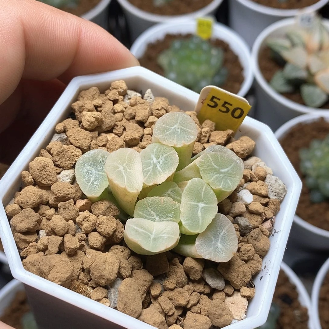 红陶550号万象锦一物一拍的