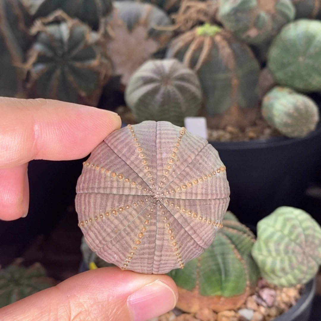 欧系布纹球一物一拍