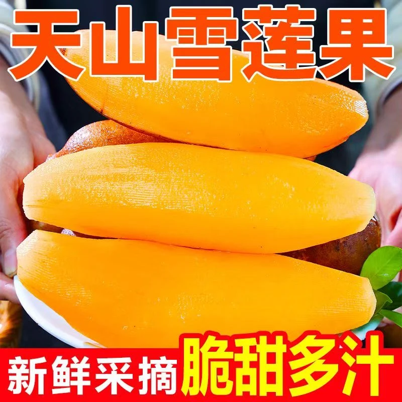 云南天山黄心雪莲果新鲜现挖应季水果清甜脆爽多汁