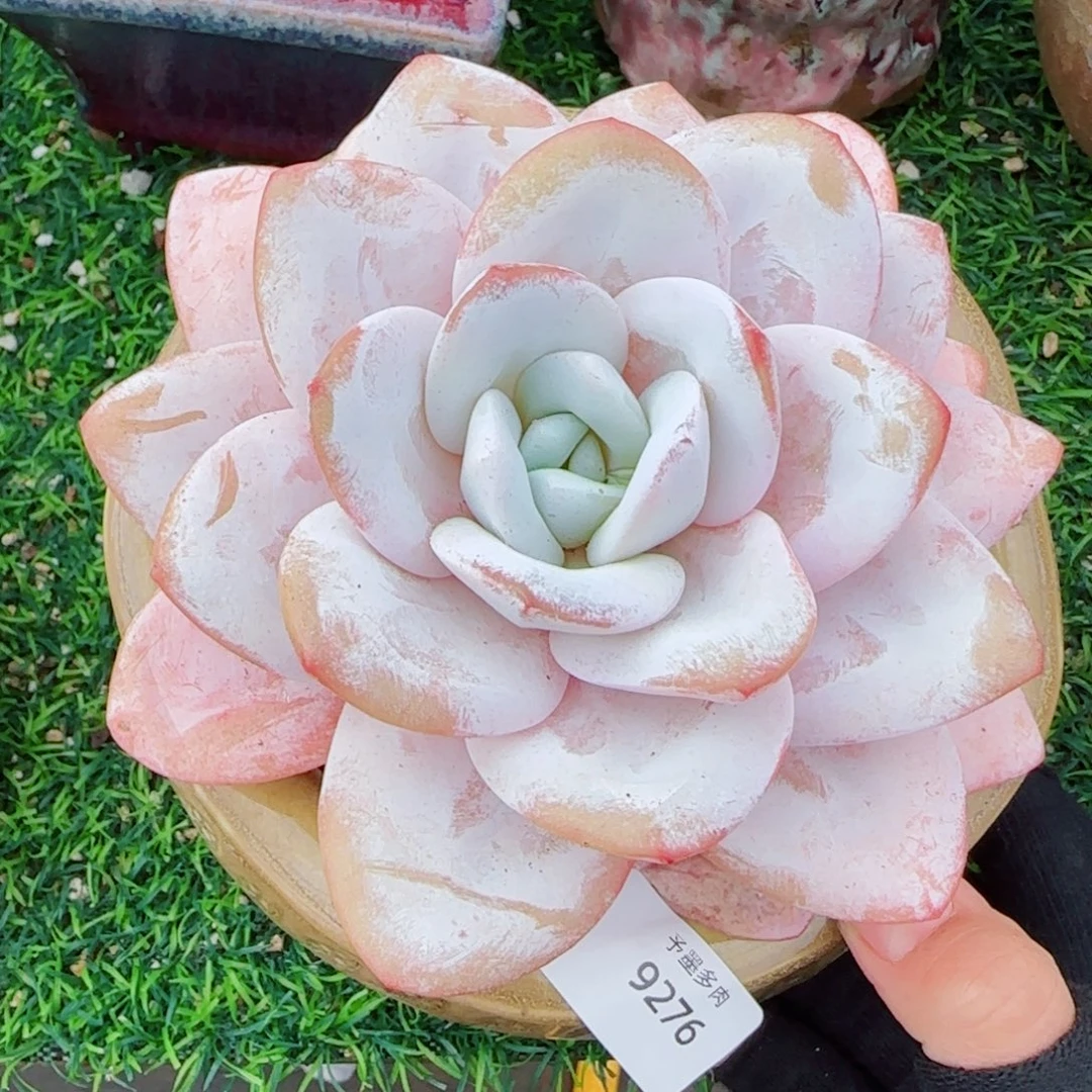 雪茶微瑕，9276多肉植物