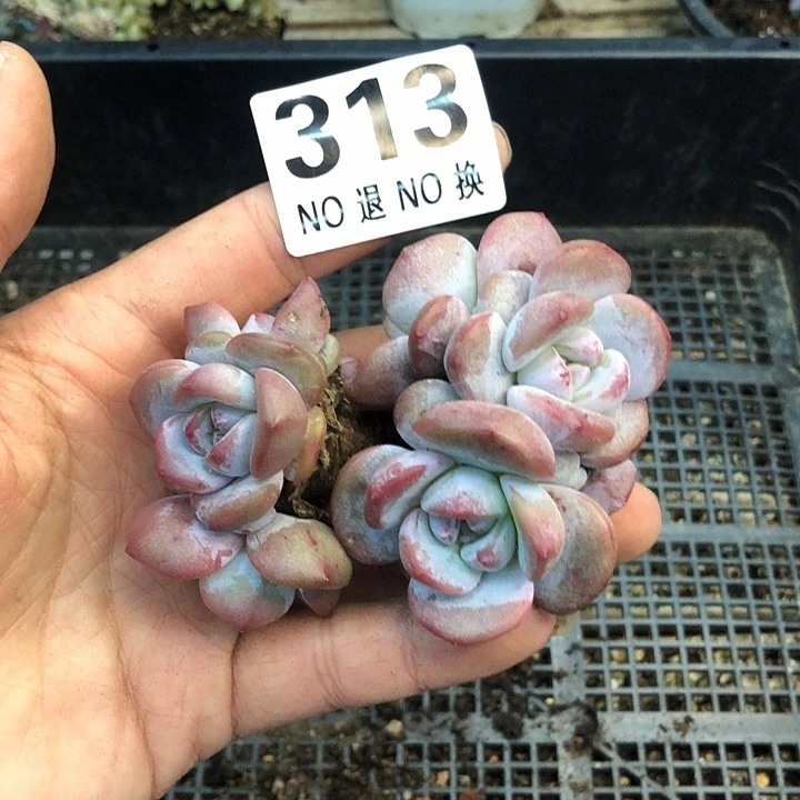 星影石榴籽福利出咯 313