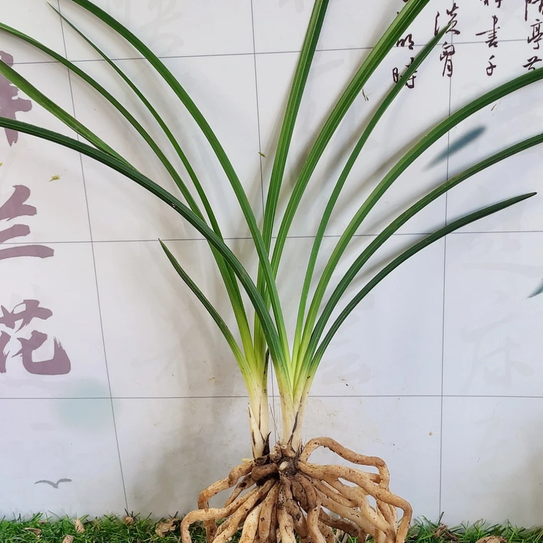孔***增完全开放兰花兰花