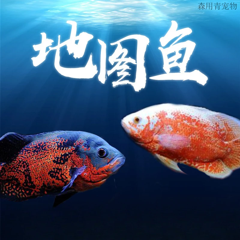 【福利】地图鱼白地图黑地图中大型热带淡水观赏鱼活体猪仔鱼活体招