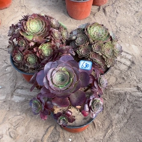 680多肉植物组合，