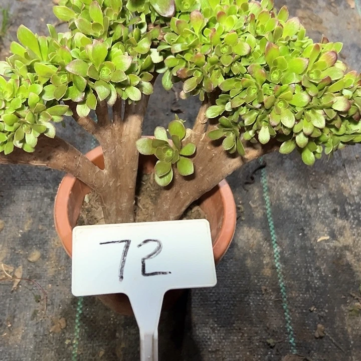 多肉植物玫瑰缀花