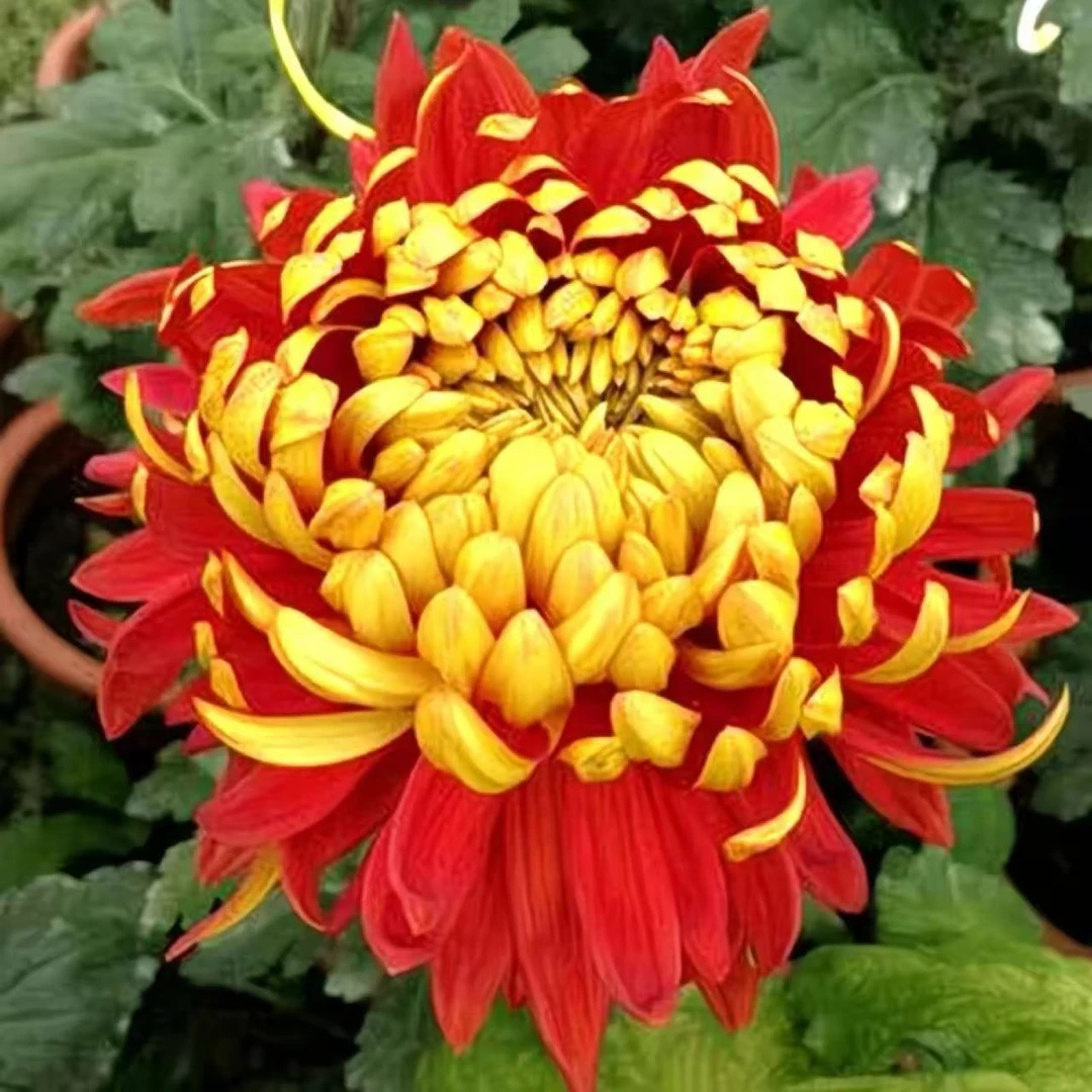 【金背大红】大花富贵菊九月大菊盆栽室内外