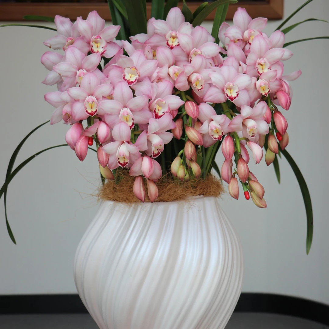 惠兰 浪漫樱花 花大色艳浓香 勤花勤芽 年宵花爆款