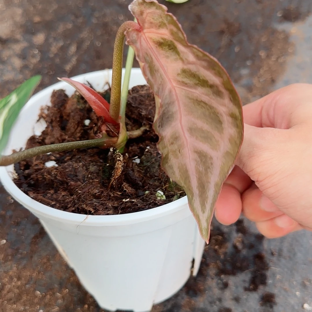 完全开放优选石化紫撕