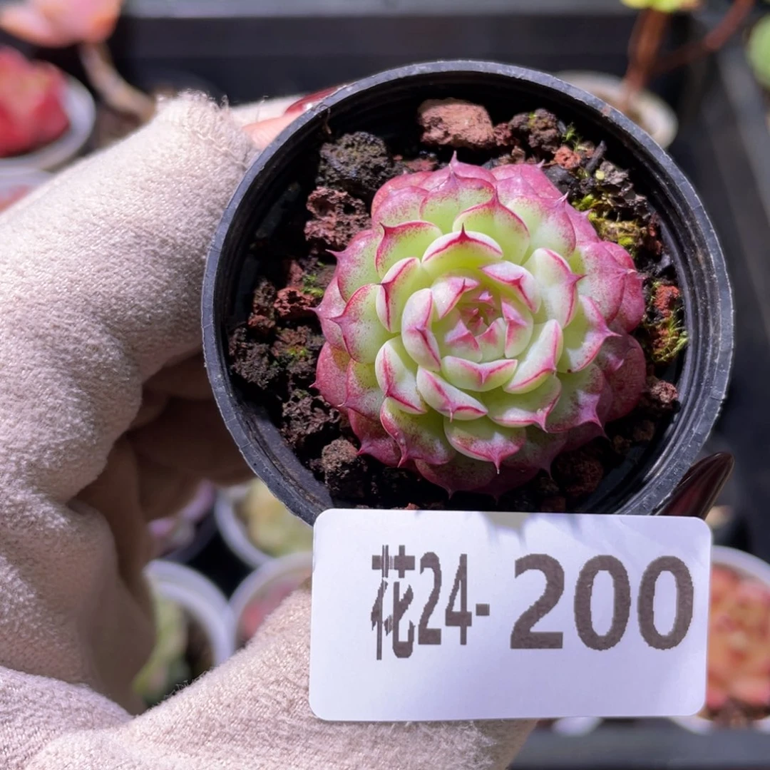 花利美24-200海王