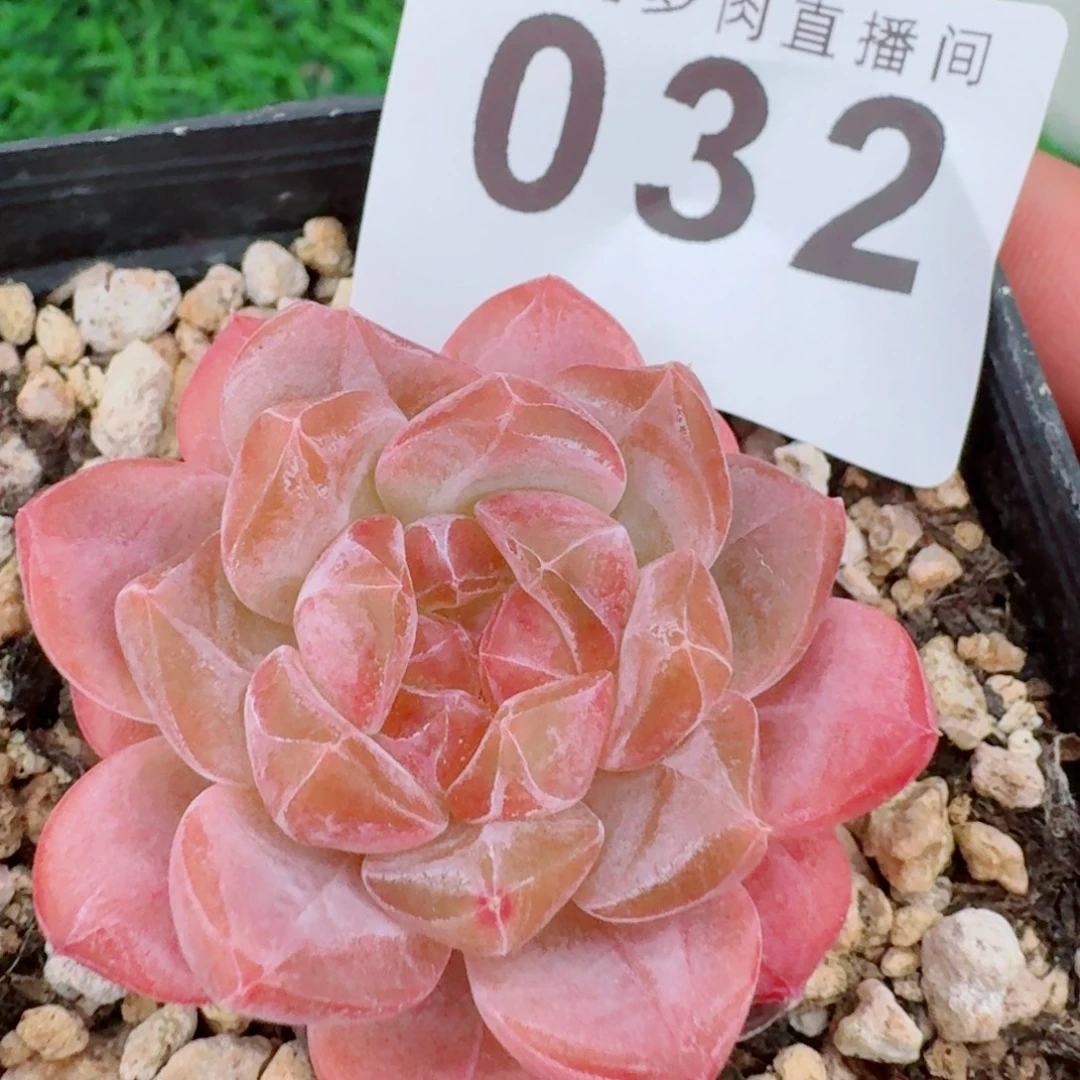 粉魄            精美多肉植物