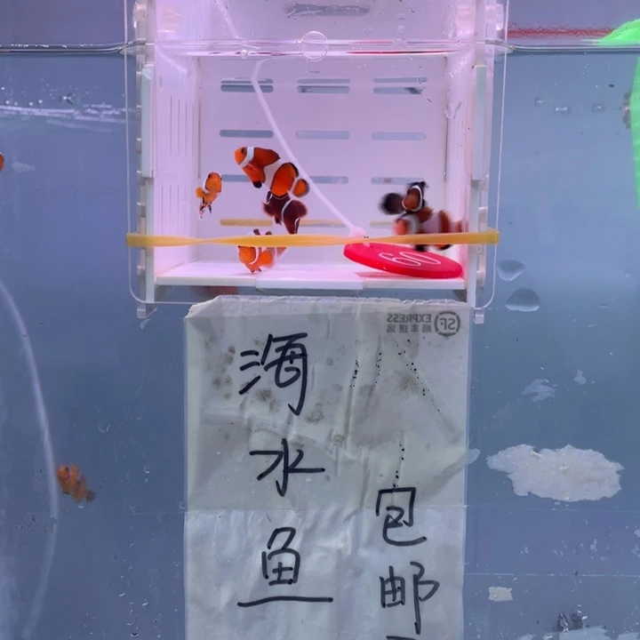 海水鱼精品混搭6条2.5-3