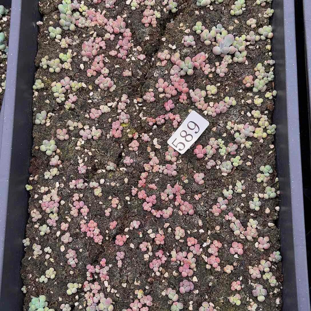 时*多肉植物多肉植物589