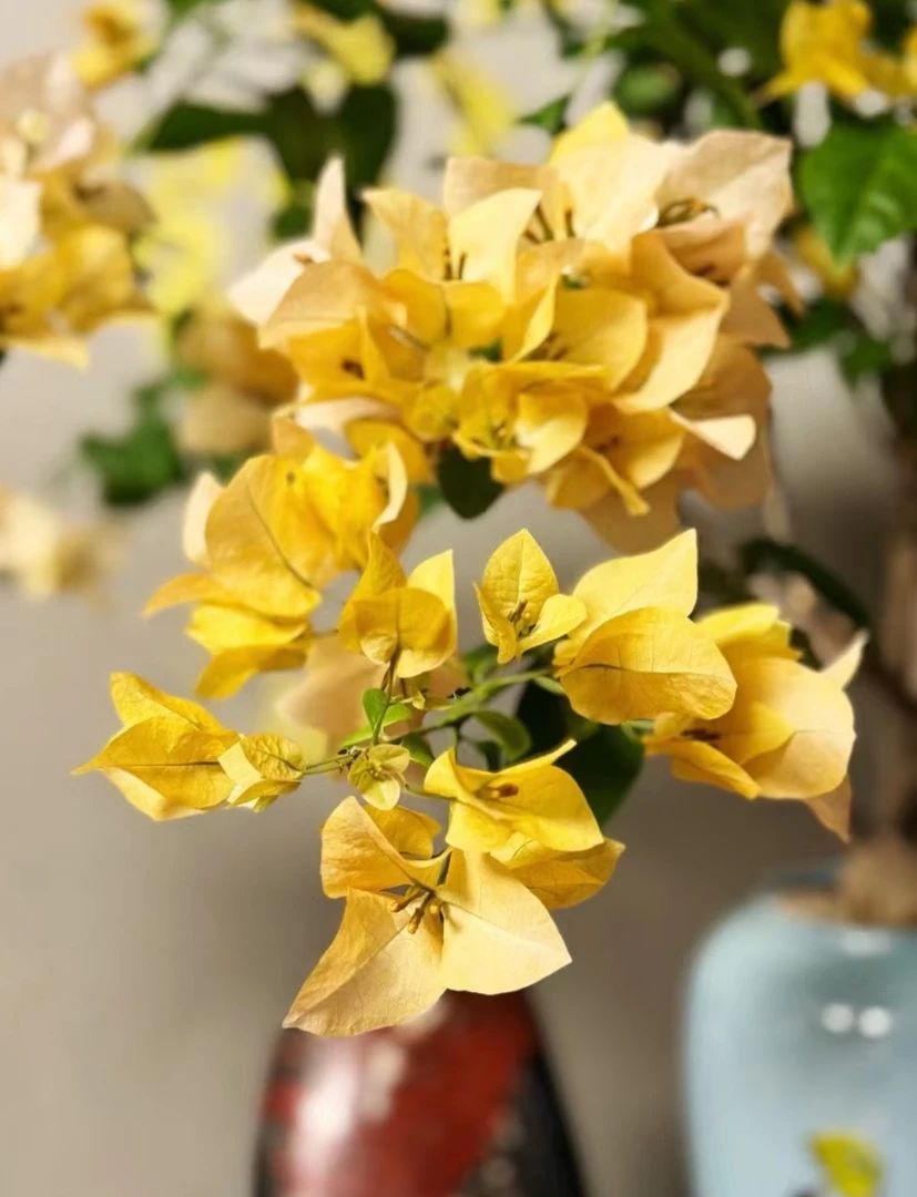 【苏瓦娜】爬藤庭院三角梅花卉勤花四季开花基地直发