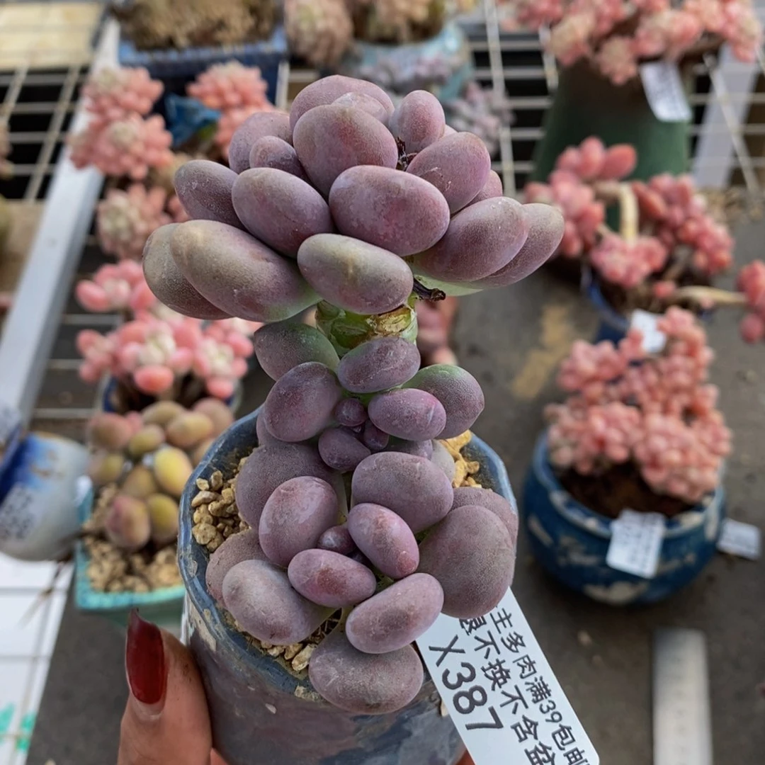 月美人387/8cm多肉