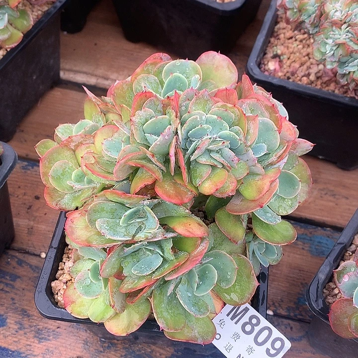 莫妮卡缀化 多肉植物 9.23后发