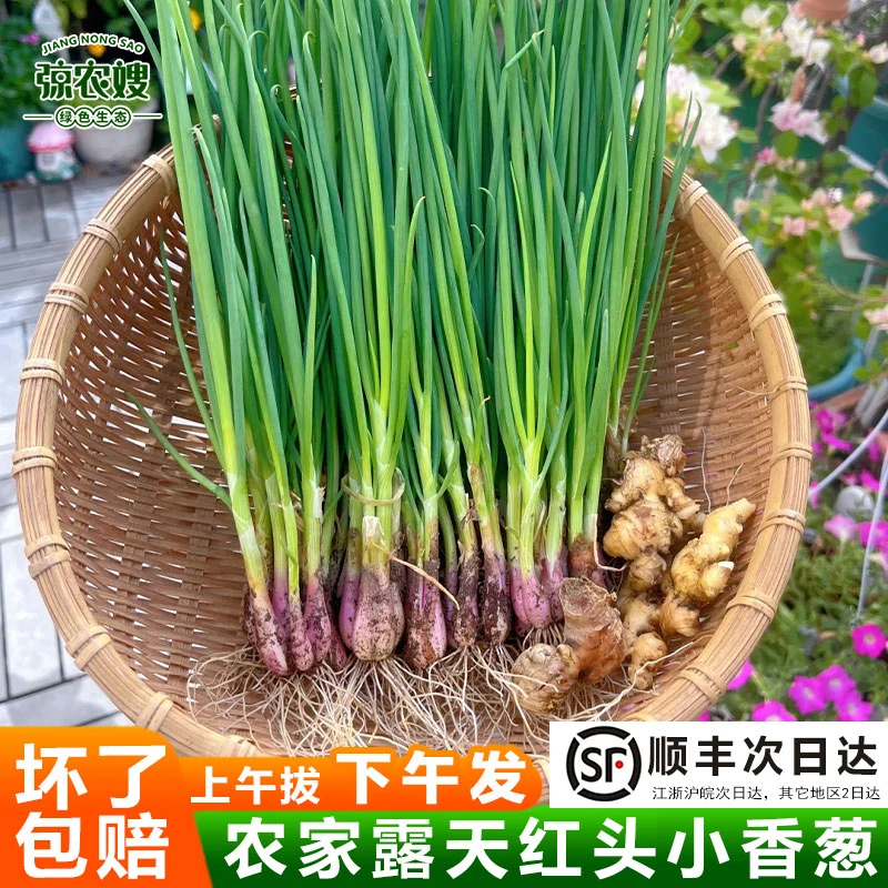 苏北农家小香葱新鲜红葱四季红头小葱当季纯天然绿色蔬菜葱苗葱种