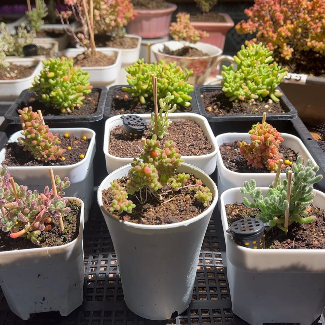 枝干番杏多肉植物699