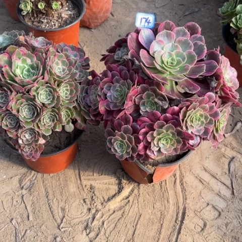 174多肉植物组合，