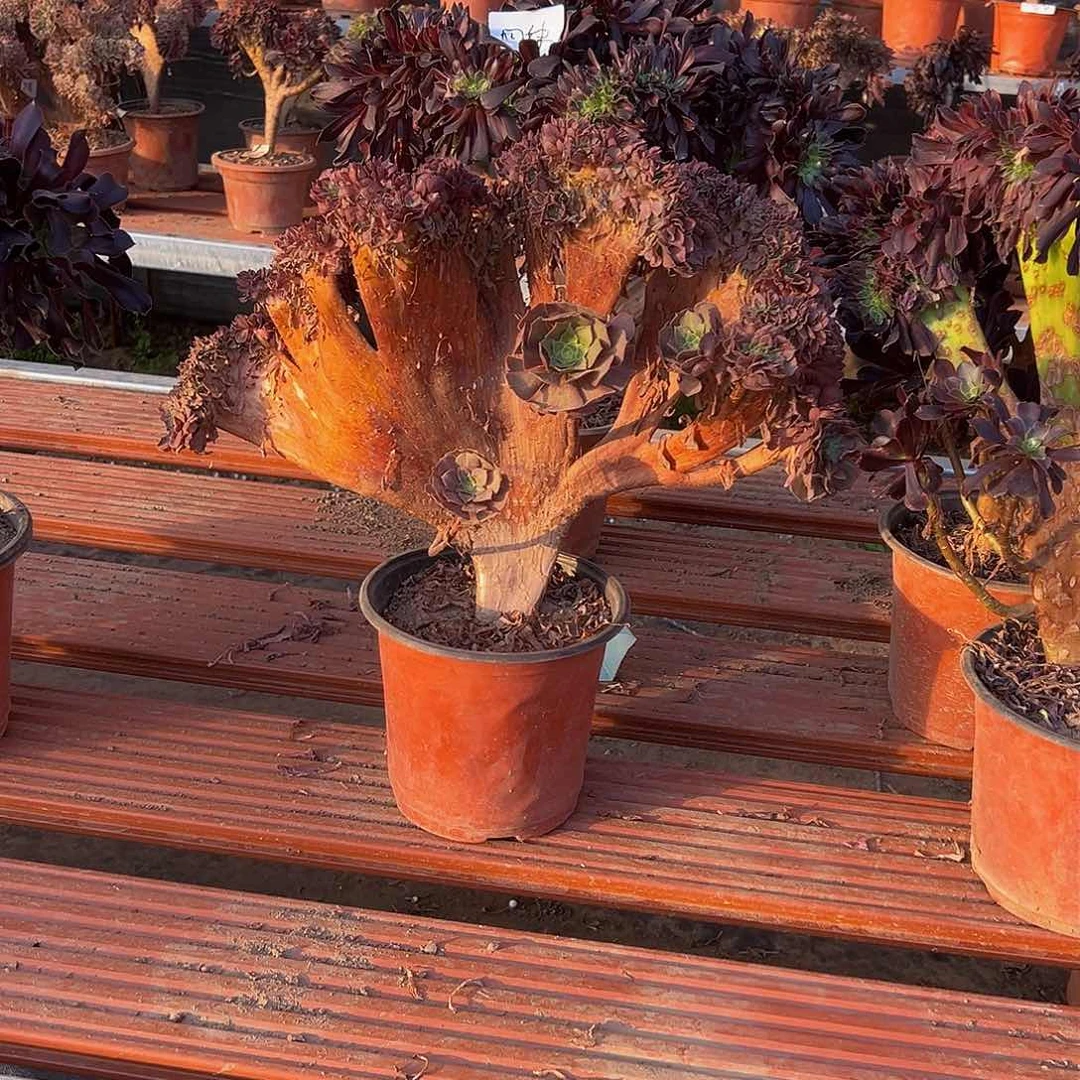 四**姐玫瑰缀化脱土发货