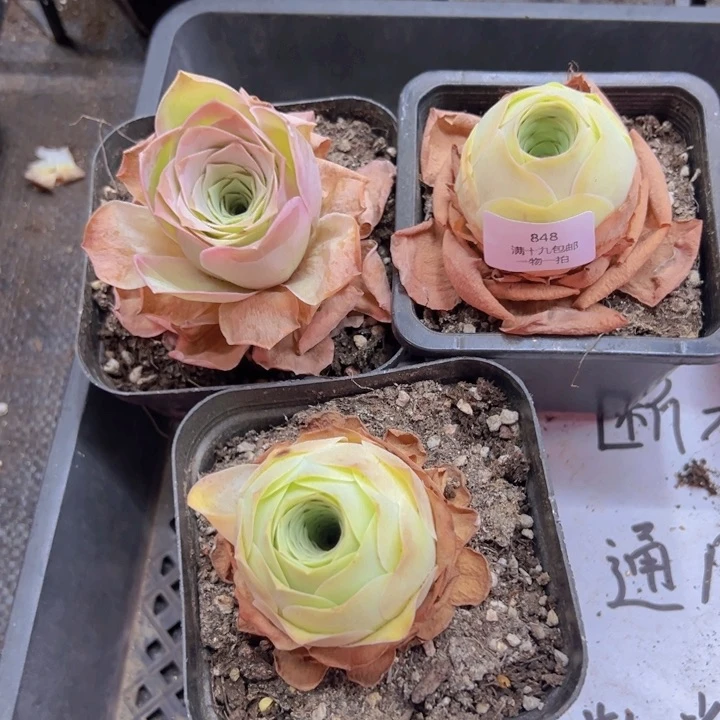 848 裸根不带土发货不包损