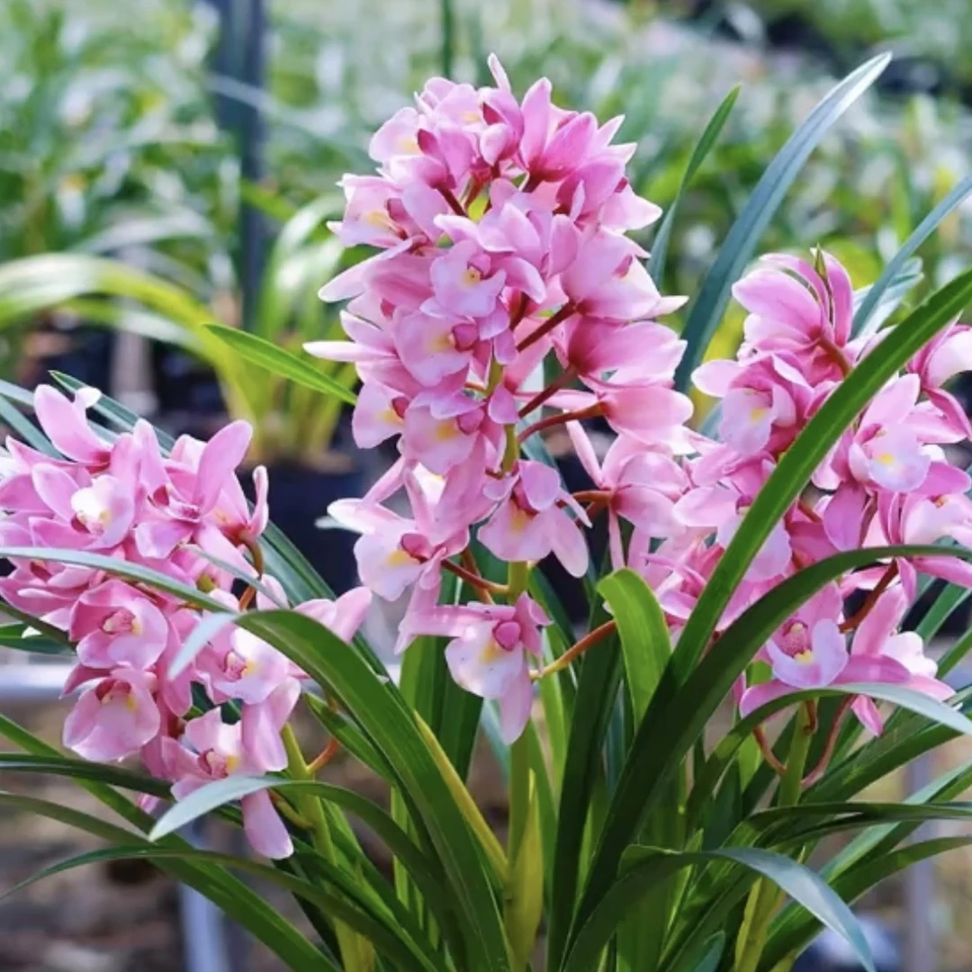 【浪漫樱花】兰花【带3-4支花剑】鲜花绿植年宵花浓香型四季翠绿好养