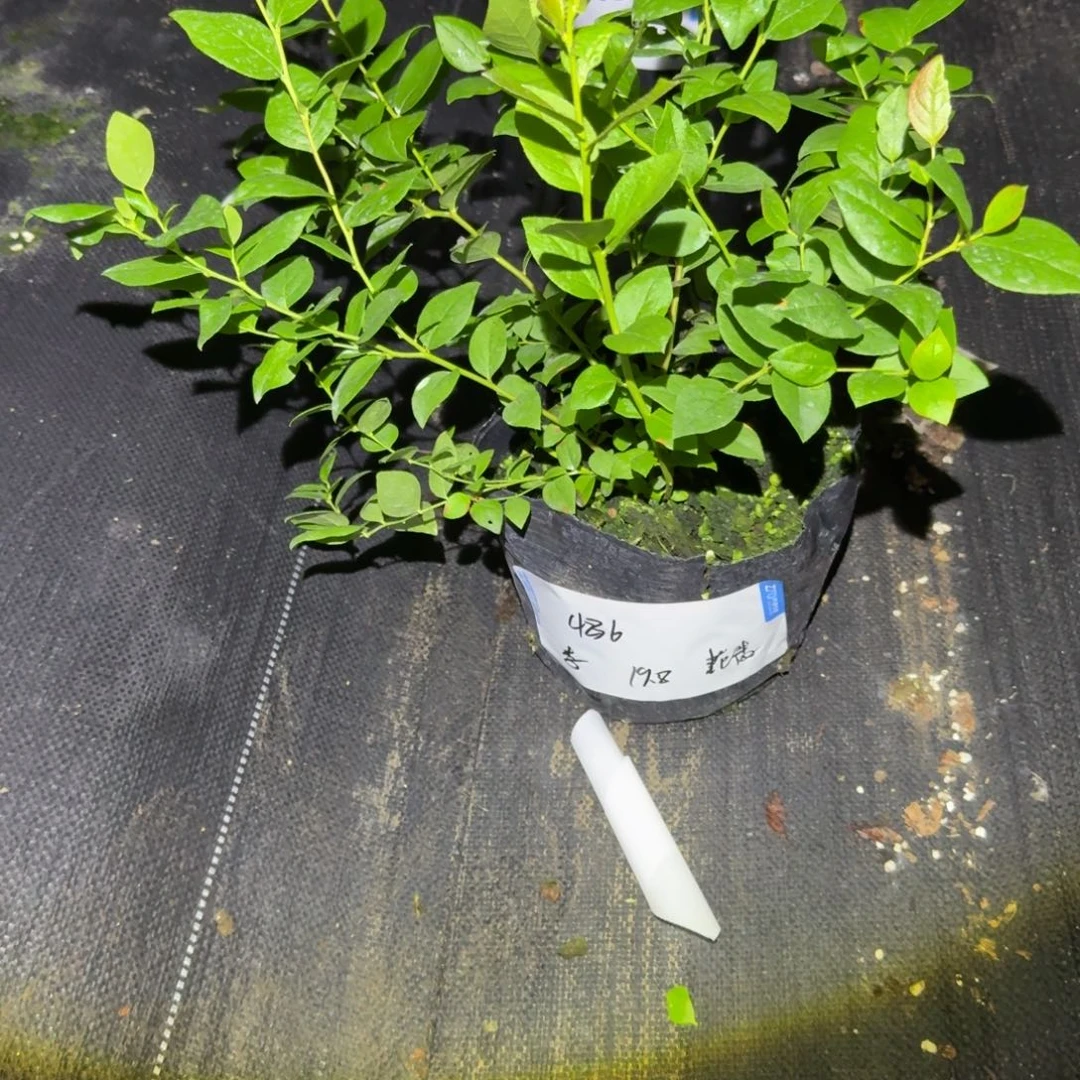 李***贵中钵花香一物一拍4236
