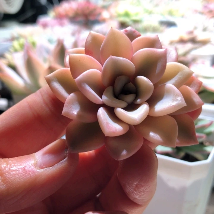 花瓣鹿宽覆轮锦有根