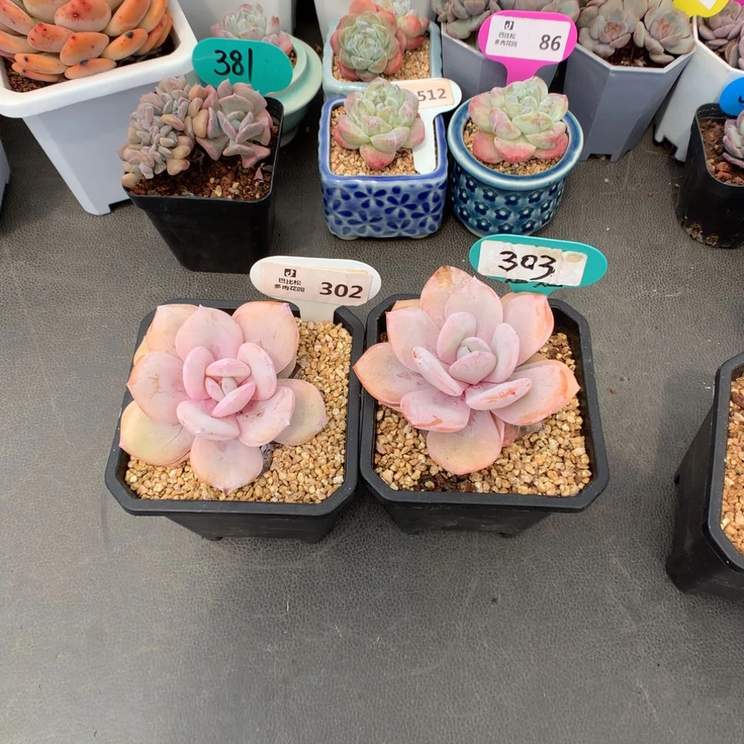 按***七302-303 奶茶多肉多肉