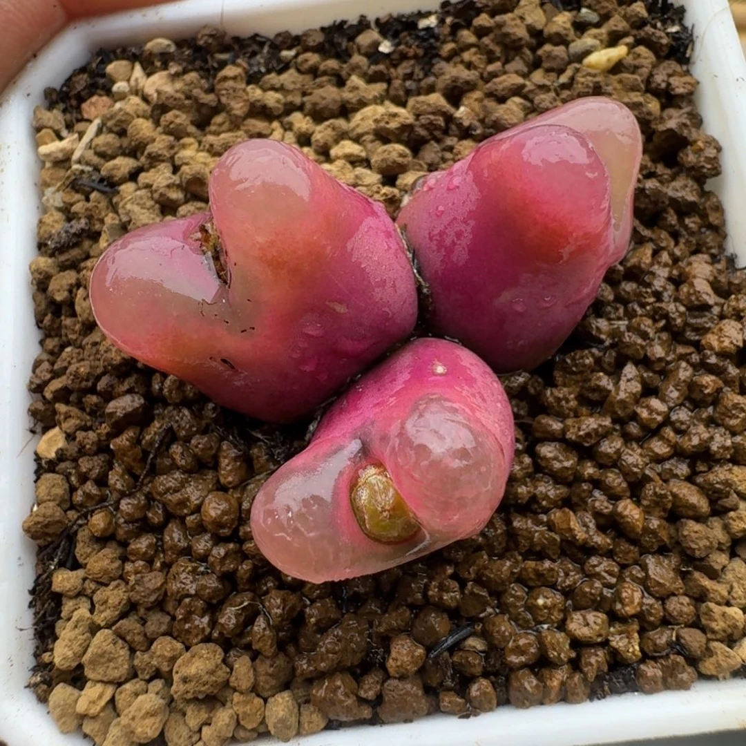 12445677多肉给花花草草规划