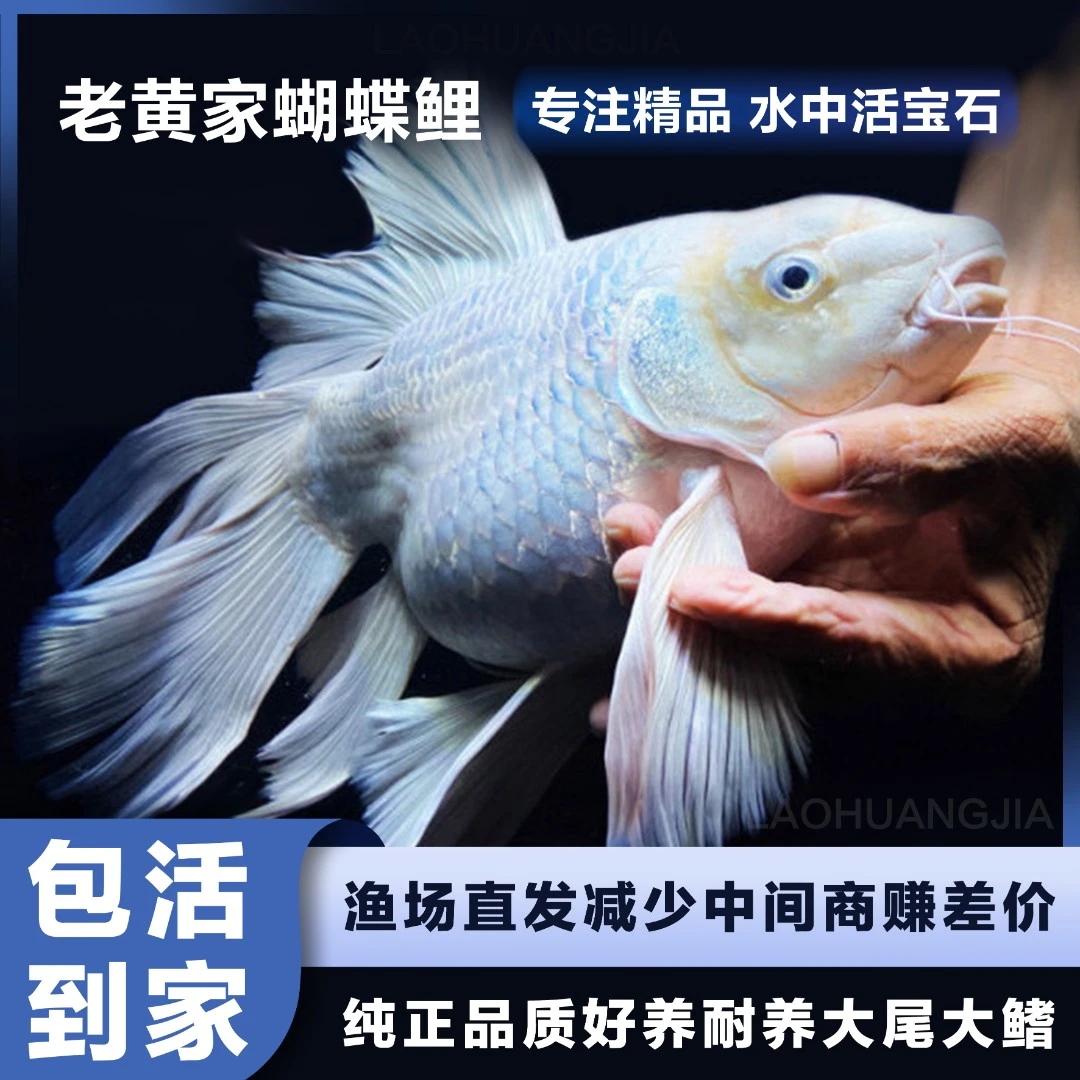 【13公分】蝴蝶鲤精品球体短身赛级精挑广温鱼冷水鱼