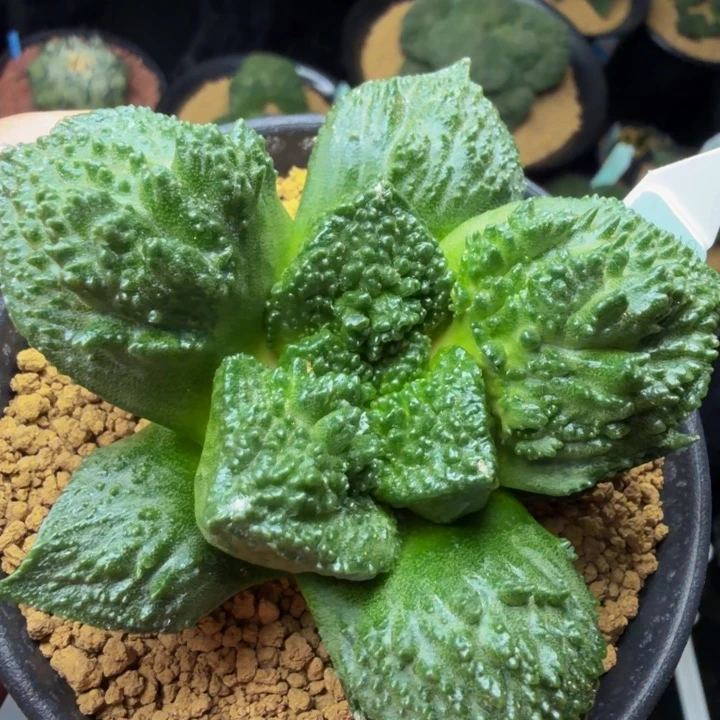 大型哥斯拉血怒基因