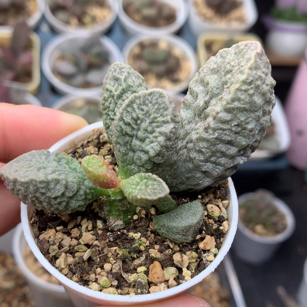 实生杂交水泡一物一拍