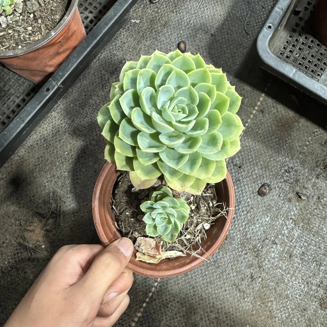 【任意两单包邮】哈密瓜阳台办公室庭院老桩盆栽多肉植物