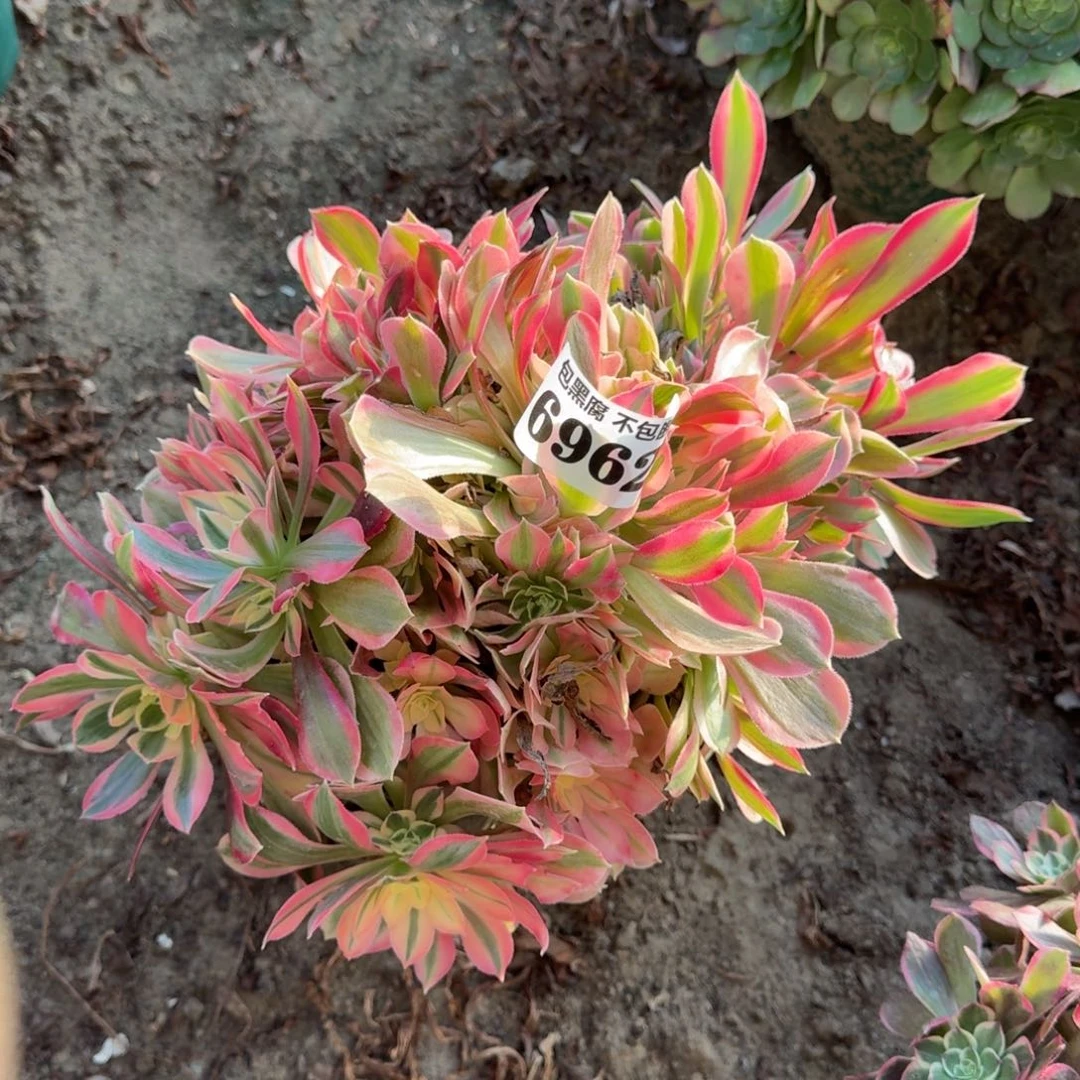 法师女神6962 18-44