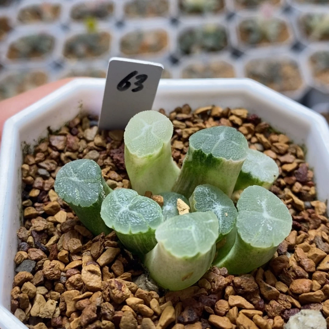 63万象锦十二卷多肉