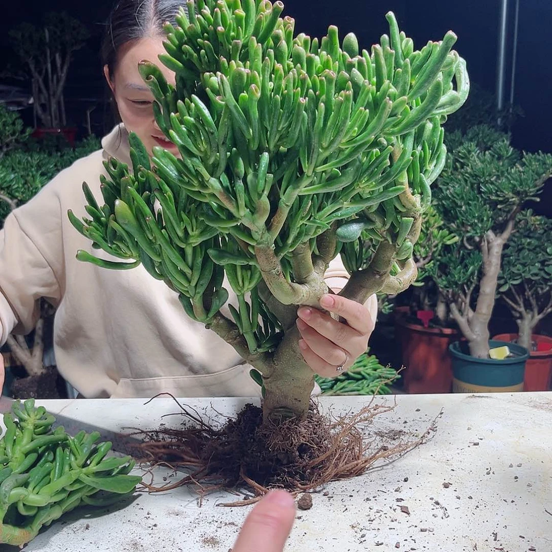 吸财gujjkkllu来了噜太酷了