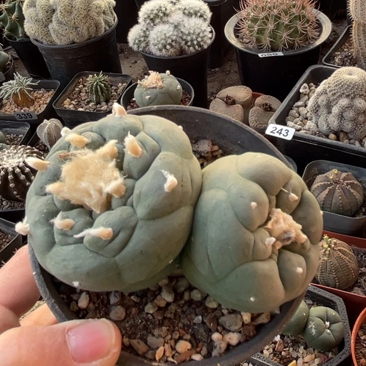 仙人球一物一拍实生