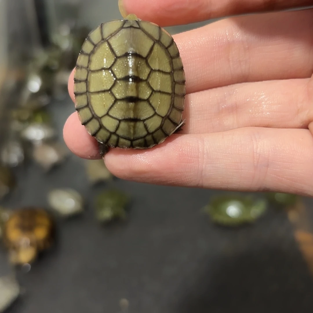 母绿毛龟小青123456
