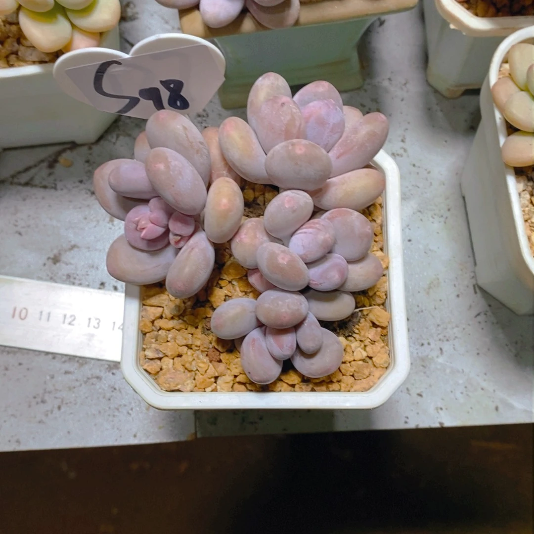 E***具桃美人群多肉植物