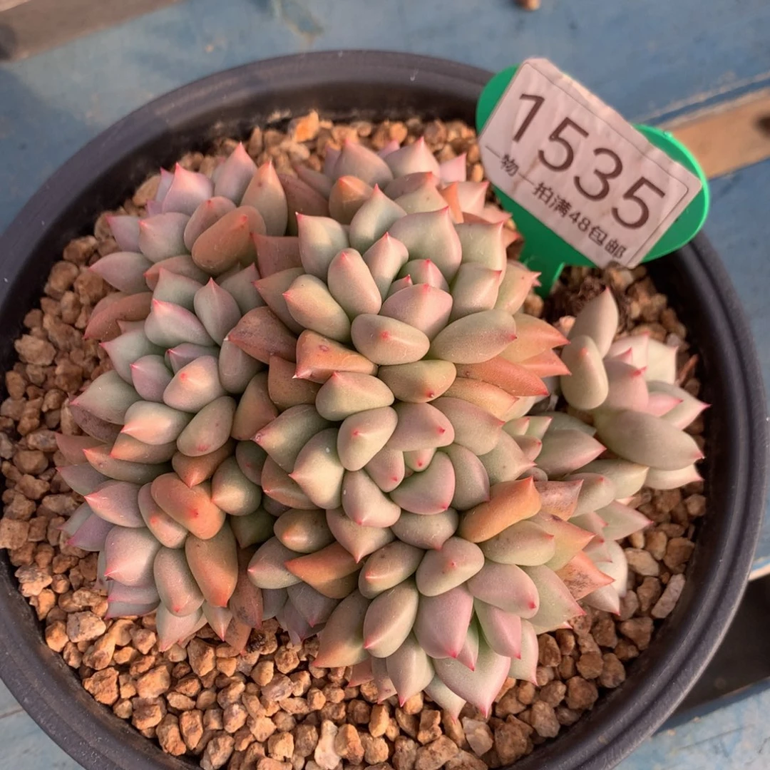 芭***比黄金象牙老桩无砍1535