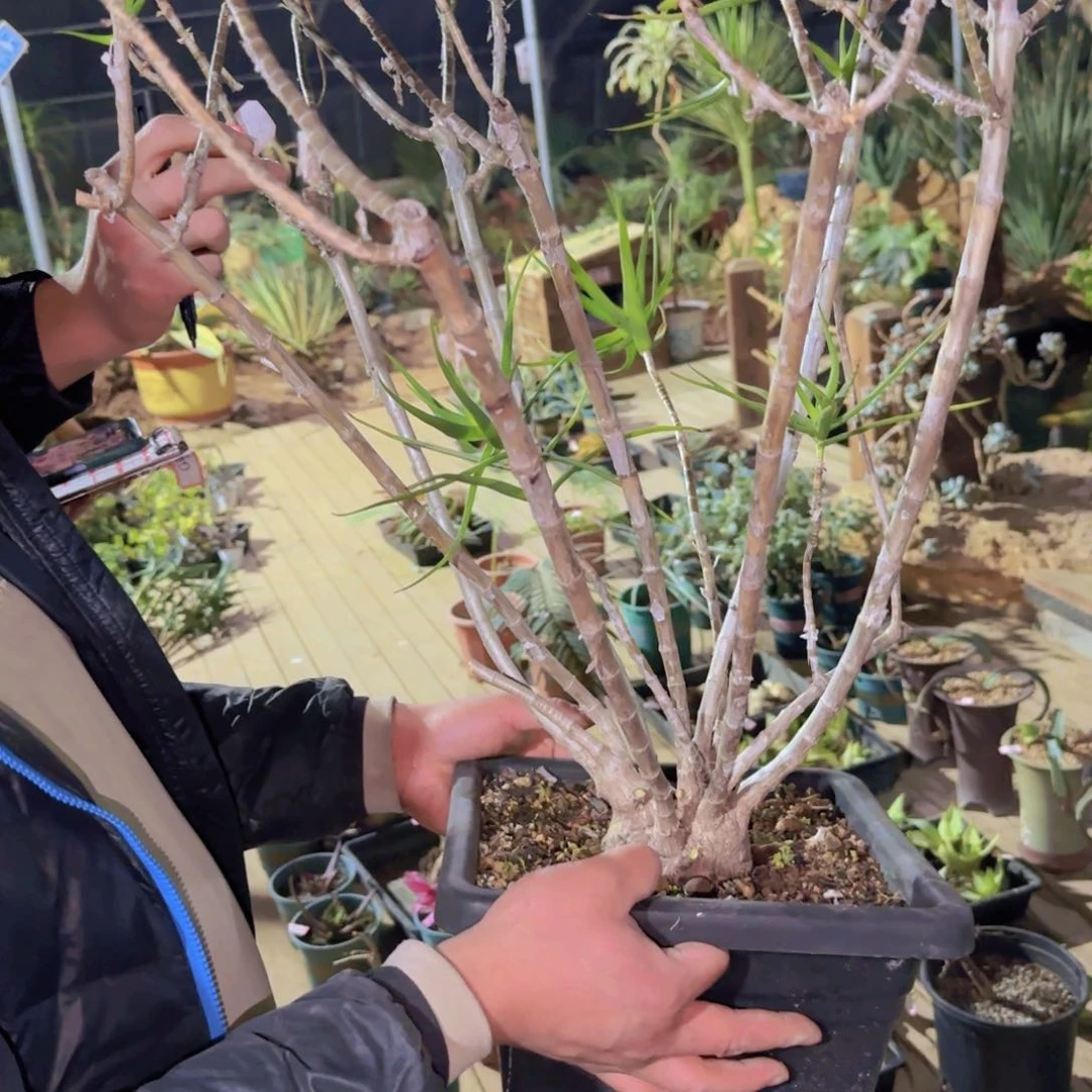 牛*龙块根植物块根植物