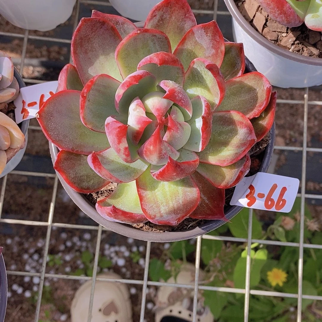 3-66- 一物一拍 拉丝惊鸿大单头一颗