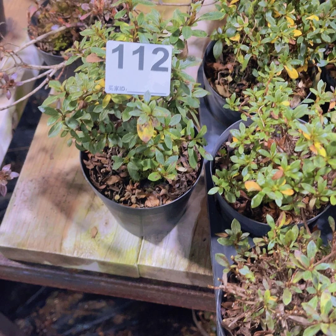 红陶直播时间一定一一