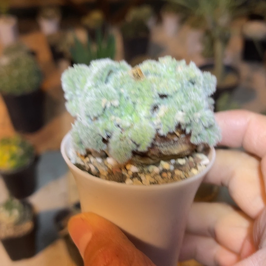 实生羽叶洋葵块根一物一拍