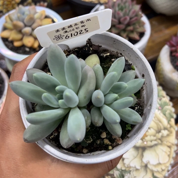 61025哥特双头张张