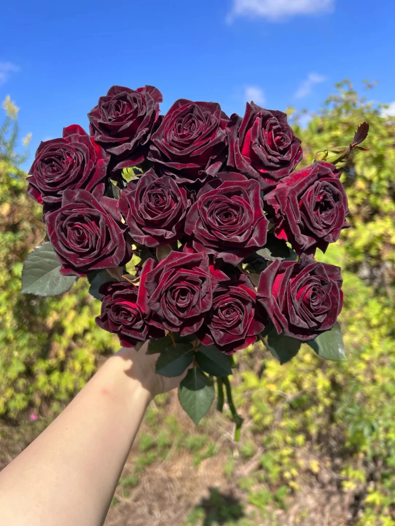 鲜花  黑巴克玫瑰15只+5只防损  任意两单包邮