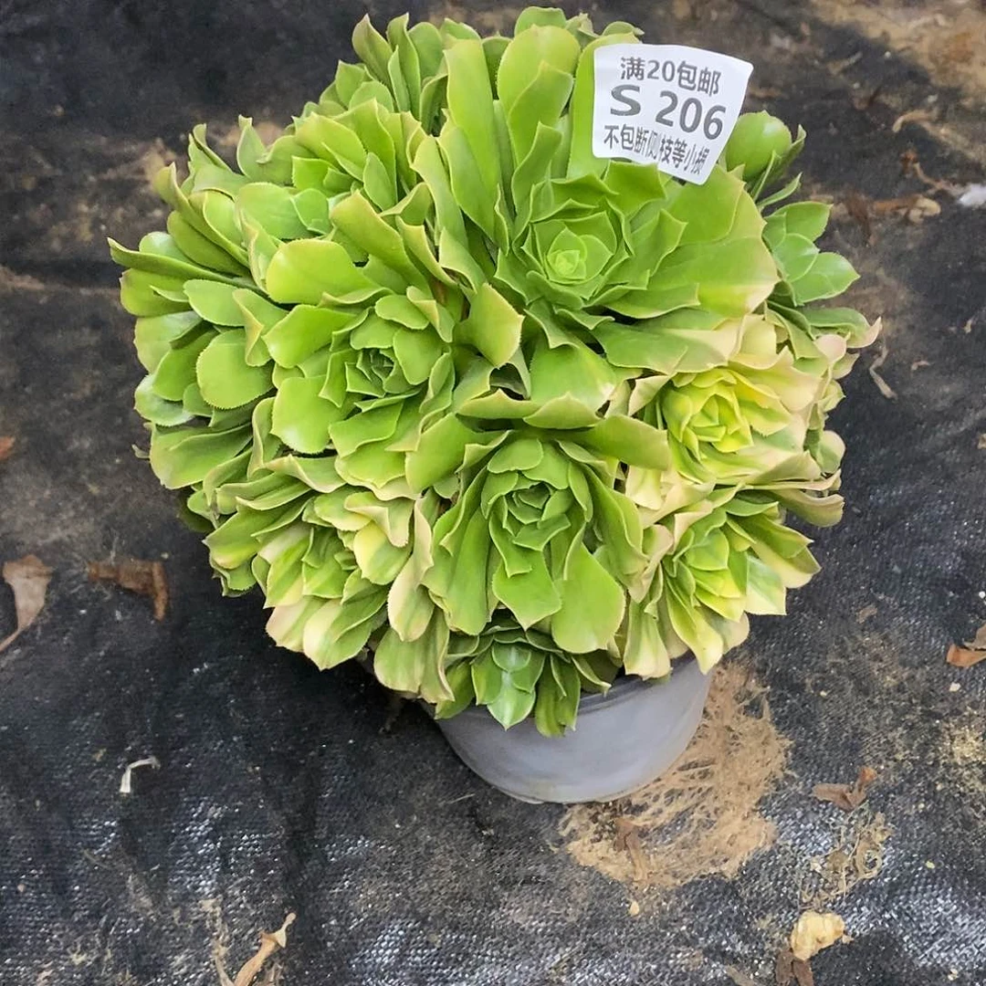 206五彩琉璃多肉法师锦