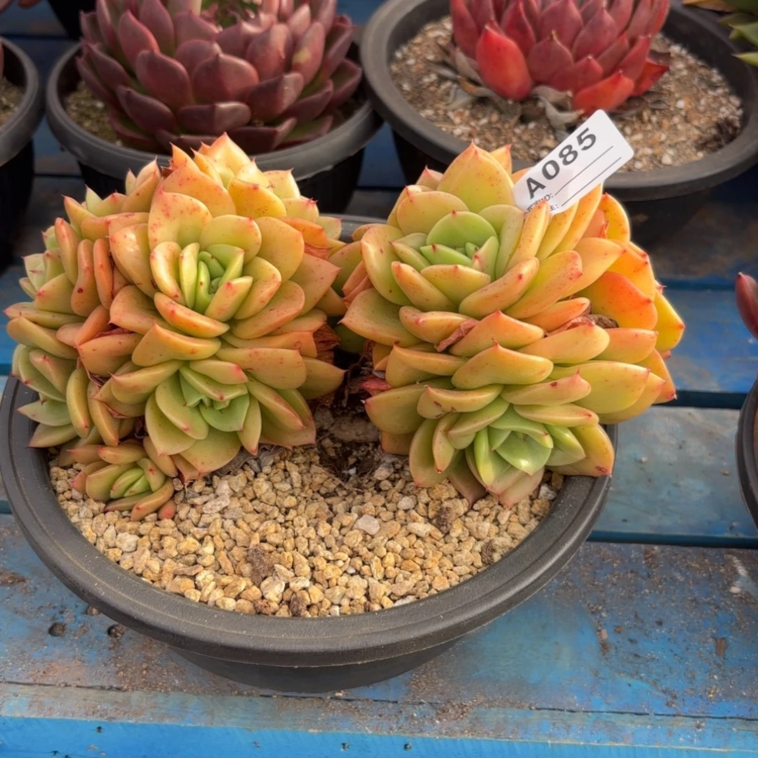 若茹东云单拍A085