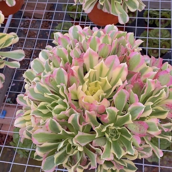 闪购法师1棵雨花石法师