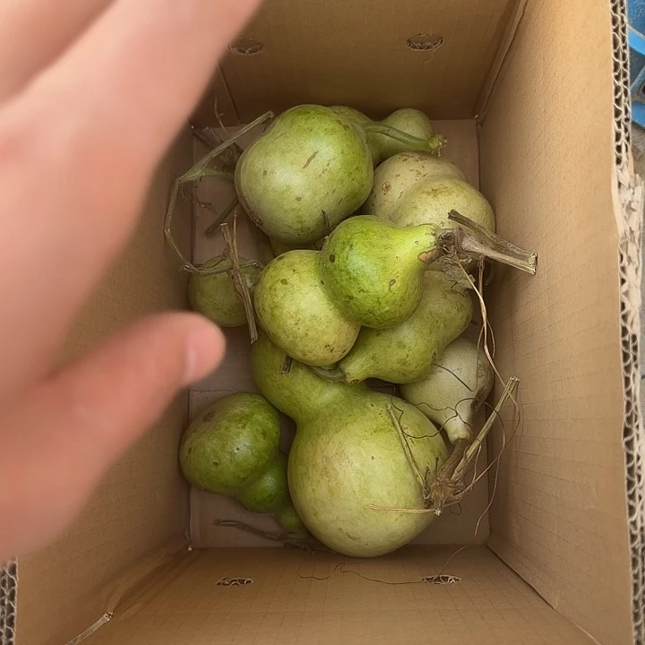 文玩葫芦零元起拍